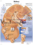 Kidney - Anatomical Chart